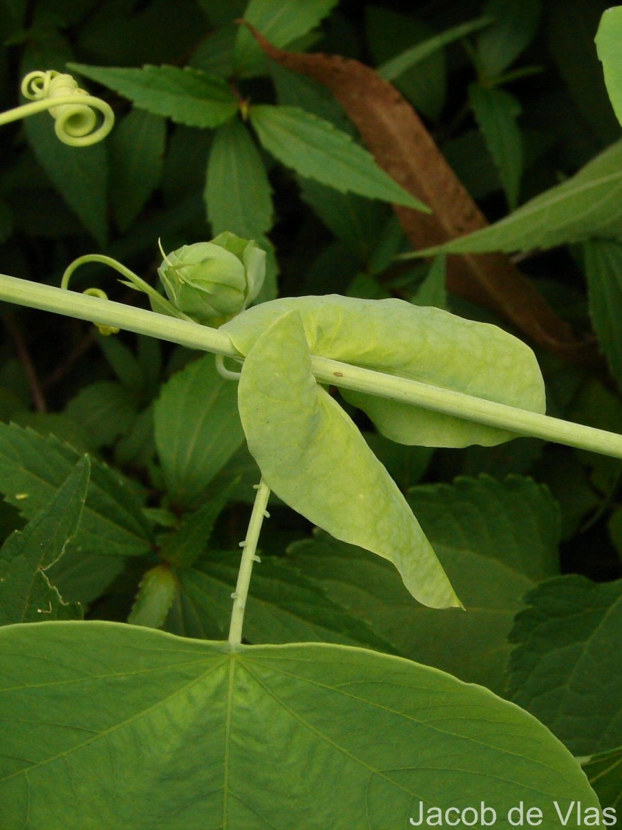 Passiflora subpeltata Ortega